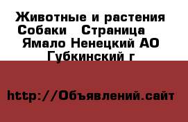 Животные и растения Собаки - Страница 8 . Ямало-Ненецкий АО,Губкинский г.